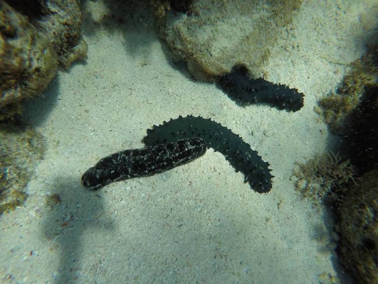 12805948_10205955294667657_9097898334443666850_n