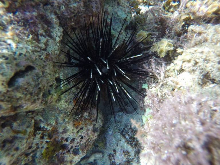 12814528_10205955293387625_6895602560606844282_n